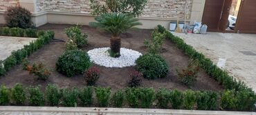 Ağaclar: Dekarativ agaclarin satisi qazon torpaq torf diger gubrelerin satisi — 15