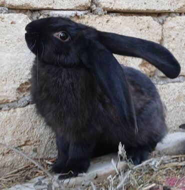 Dovşanlar: ALMAN PYOSTER və RİZEN CİNS DOVŞANLAR SATILIR. Pyoster-Xallı erkəy 6 — 12