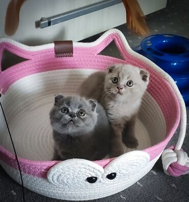скоттиш страйт шотландская прямоухая кошка: Скотиш Фолд (Шотландиялык шалпаң кулак), 2 айлык, Эркек, Кызгылт көгүш, Лотокко барууга үйрөтүлгөн, Курттардан тазаланган, Документтери менен