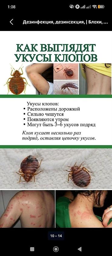 итальянский костюм: Дезинфекция, дезинсекция, | Тараканы, | Квартиры — 8