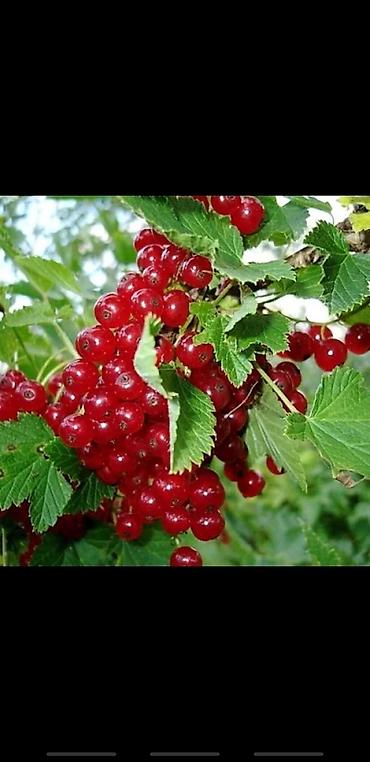 Другие декоративные деревья: Живые изгороди быстро растущие, растут до 4х метров. Сорт бархатный — 10