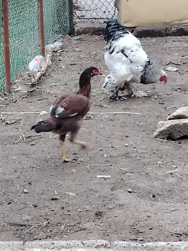 Toyuqlar: Toyuq, Brama, Damazlıq — 11
