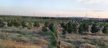 Torpaq sahələrinin satışı: 22 sot, Kənd təsərrüfatı, Mülkiyyətçi, Texniki pasport — 7