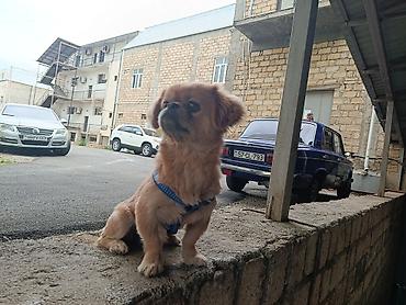 kangal itləri: Pekines, 1 il, Erkək, Ünvandan götürmə — 10