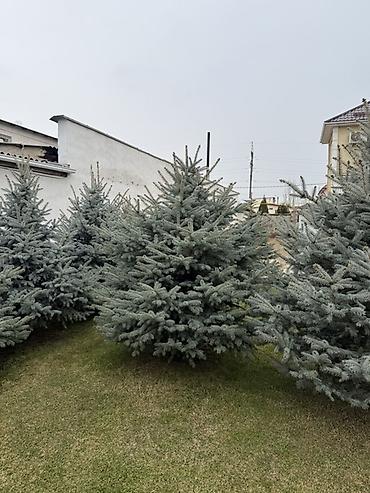 Ель: Продаю Ели голубые от 2-4 метров, колоновидные туи 4 метровые: густые — 4