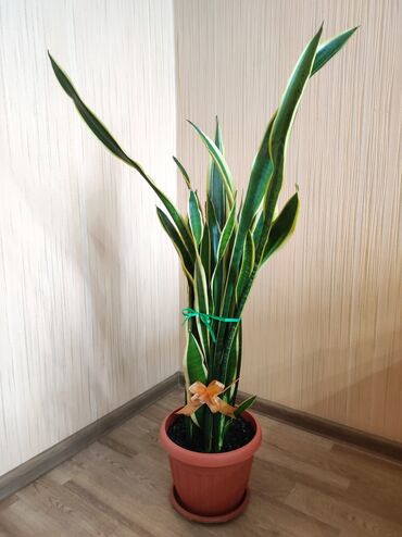 сансевиерия зеленая: Комнатный цветок большимер "Сансевиерия" высота-1.20см/горшок d-27