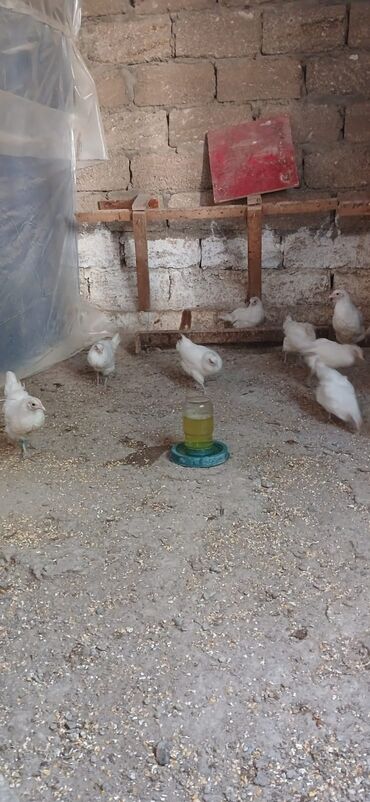 cins toyuqlarin satisi: Toyuq, Australorp, Damazlıq, Ünvandan götürmə, Pulsuz çatdırılma, Ödənişli çatdırılma