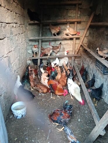 Hinduşka: Dişi, Kanada, Amerika, Damazlıq, Ünvandan götürmə — 17