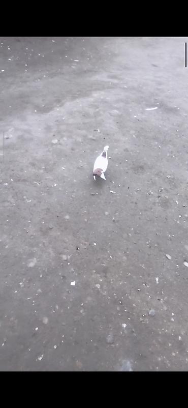 продажа птиц в баку: Satılır Kom 30m tek tek ferqlidir 4qusdi bir sarı boyn sarı quyruq — 1