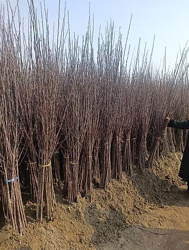 Другие декоративные деревья: САЖЕНЦЫ ОПТОМ — БОЛЬШОЙ ВЫБОР И ВЫГОДНЫЕ ЦЕНЫ! 🌿 В наличии все виды и — 4