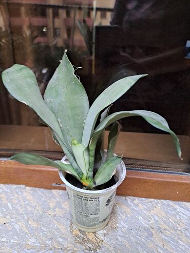 Otaq bitkiləri: Сансивьера голубая — 6