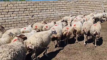 Qoyunlar, qoçlar: Dişi, il: 1, Damazlıq, Pulsuz çatdırılma — 14