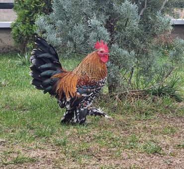 Куры, петухи: Продаю | Куры, Петух — 11