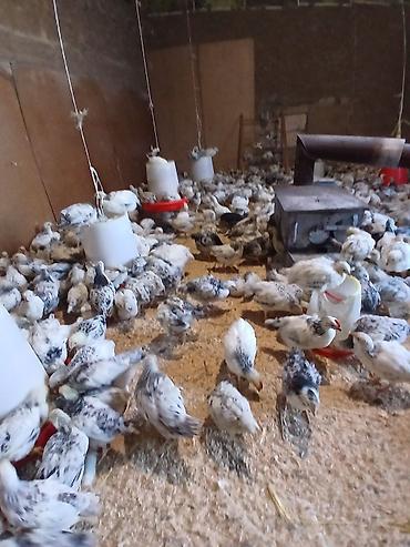 bulbul quşu satışı: 1aydan yuxari serebrist colpalar 4 manat unvan quba — 1