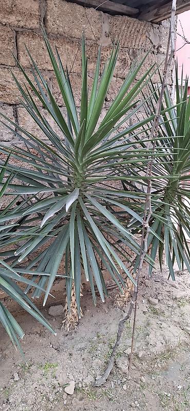 roza: Yucca filamentosa (yucca, dekorativ kollar) - Bitki növü: Həmişəyaşıl — 2
