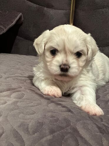 İtlər: Maltipu (Maltese x Pudel) balaları - Cins: Maltipu – hipoallergen — 6