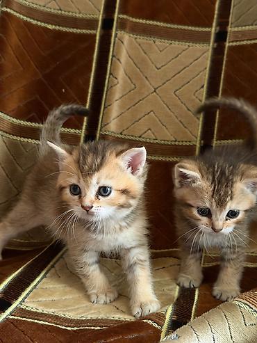 pisik satisi: Şinşilla, Dişi, Erkək, Ödənişli çatdırılma — 3