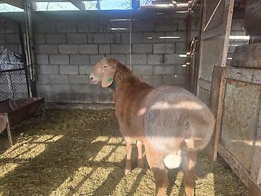 Баран, овца: Продаю | Баран (самец) | Для разведения | Осеменитель — 3