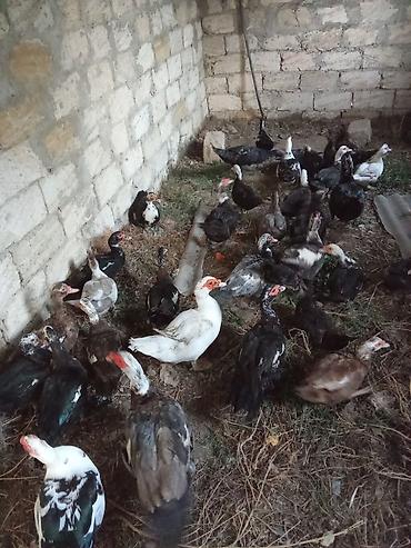 lal ördek balasi: Qara fereler 15 erkey 25 manat Real alıcılar zeng elesin - Növ: musk — 2