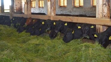 собака долматинец: Продаю | Корова (самка), Бык (самец), Тёлка | На забой, Для разведения, На откорм