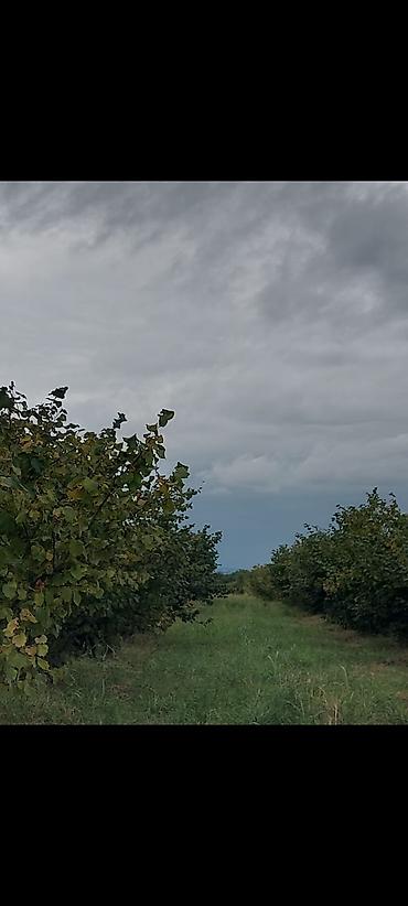 Torpaq sahələrinin satışı: 1 sot, Kənd təsərrüfatı — 10