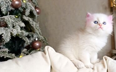 Xaltalar, qayışlar və tasmalar: 3 dişi öz pişiyimin balasıdır makler deiləm — 15