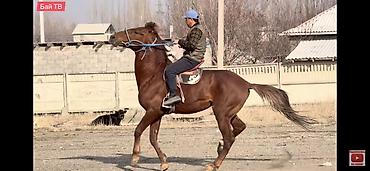 Лошади, кони: Продаю | Конь (самец) | Рабочий — 4