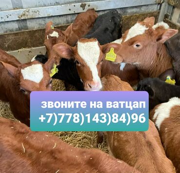 Ποδήλατα: Продам бычки телята тёлочки +7:"778:",143::"84::"96::" мой номер