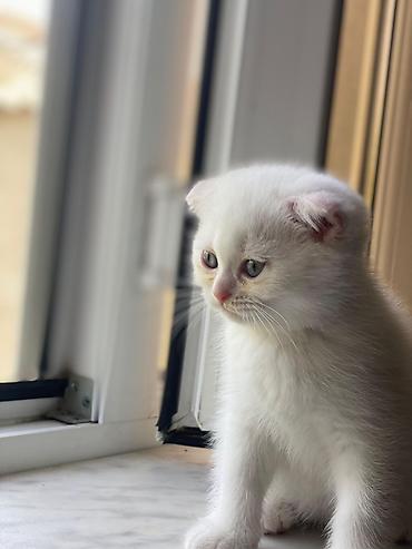 Кошки: Британская вислоухая, Самка, Самовывоз — 7