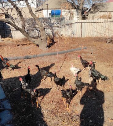 Куры, петухи: Продаю | Петух | Дакан, Бойцовая | Для разведения, Для боев — 1