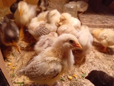 курицы: Продаю | Цыплята | Домашняя | Для разведения