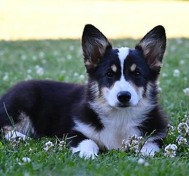 pepco psi: Velski korgi/Welsh Corgi Pembroke štenci. Odgajivacnica Royal Ramonda — 2