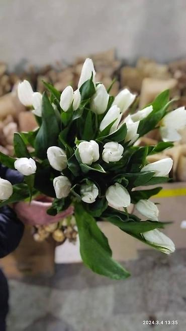 Букеты из живых цветов: Продаем тюльпаны отличного качества, высота и бутон крупный, высокие — 11