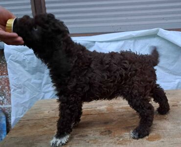 Psi: Prelepi štenci Lagoto Romanjolo dostupni za nove domove. Rođeni — 9