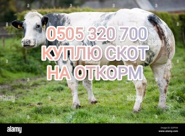 продажа скота: Куплю | Коровы, быки, Лошади, кони | На откорм, Откормленные