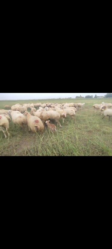 Qoyunlar, qoçlar: Dişi, il: 1, 50 kq, Damazlıq, Ünvandan götürmə — 16