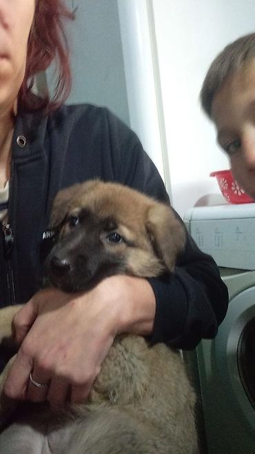 Щенок крупной породы, пушистый, рыже-палевого окраса с тёмной