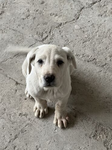 Собаки: Продаю Туркменский алабай 2 айлык