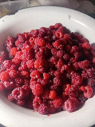 Малина: Малина (садовые кусты) - Сортовой малинник с мощными высокими — 9