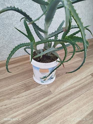 алоэ пайдасы: Əzvay bitkisi. (Aloe). Mualicəvidi. Dibində beş dənə balası var — 2