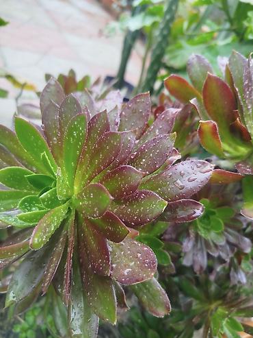 sukkulent: Məhsul: Sukkulentlər – Haworthia (zolaqlı növ) və Aeonium — 3