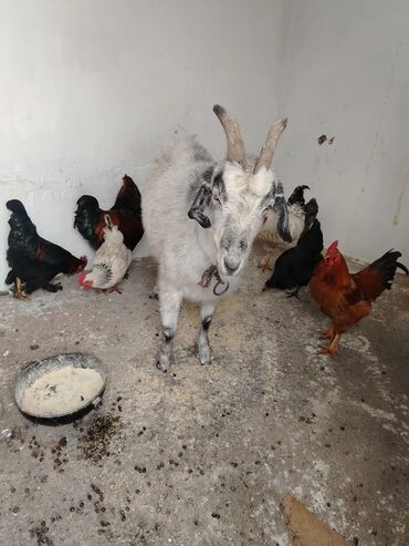 Козы, козлы: Продаю | Коза (самка), Козлёнок | Для разведения, Для молока | Котные — 5