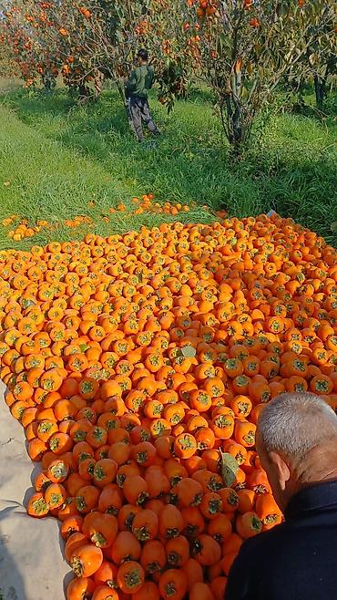 qara xurma ağacı: Salam göycaydadi satlir kim isdese razilasma yolu ile 2 hekdardi — 3
