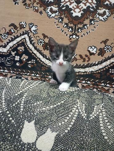 домашние котята: Котята домашние, короткошёрстные, все НЕ породистые. В помёте — 6