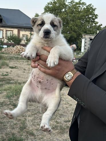 Продажа собак: Алабай, 1 месяц, Самец — 3