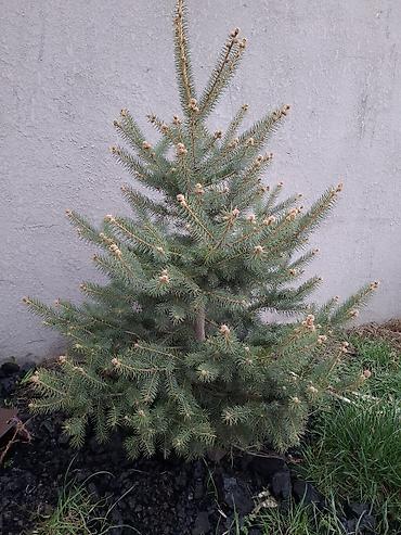 Сосна: Сосна обыкновенная и ель колючая (голубая) — саженцы для озеленения — 3