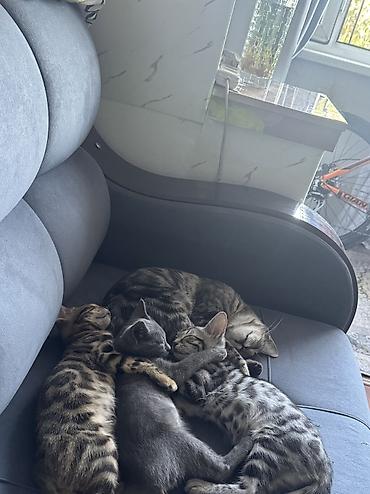 котята пародистые: Котята домашние, короткошёрстные. Описание: - Окрас: есть — 7