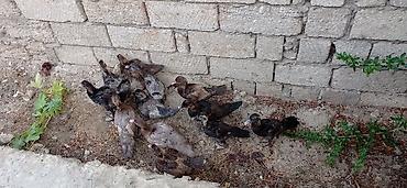 qarğa balası satılır: Ördək cücələri, Damazlıq — 4