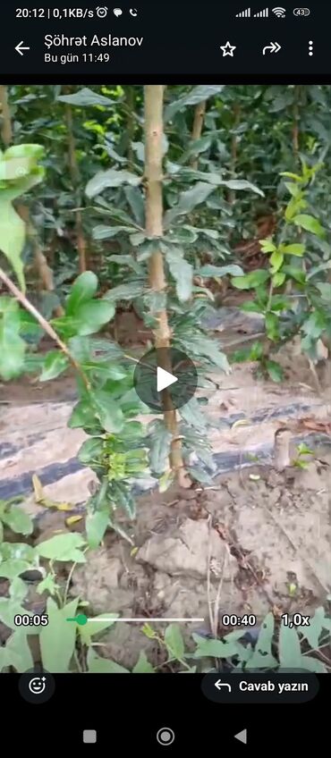 Ağaclar: Salam 4 illik nar tingləri satılır gülövşə sort və donuz burnu — 7