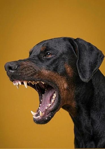 afçarka itləri: Doberman, 1 il, Erkək, Cütləşmə üçün — 2